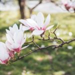Pielęgnacja magnolii w ogrodzie: jak dbać o to piękne drzewo?