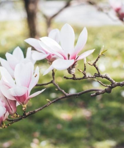 Pielęgnacja magnolii w ogrodzie: jak dbać o to piękne drzewo?