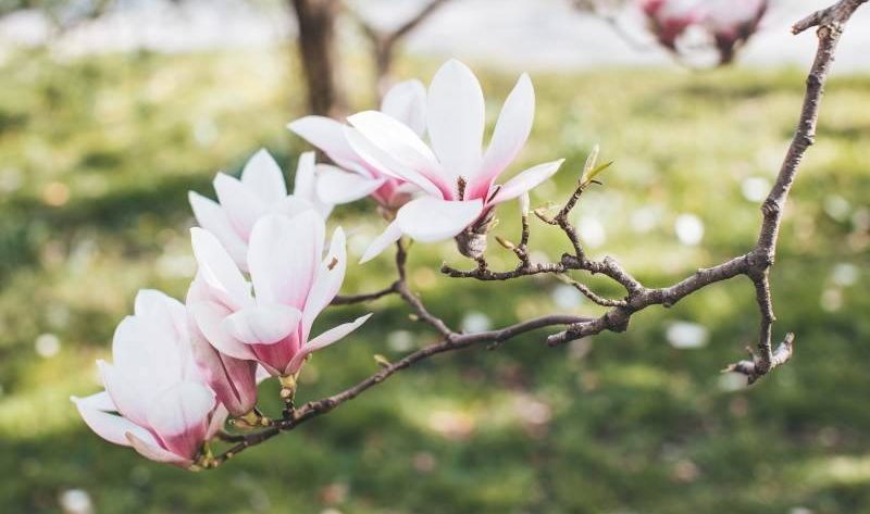 Pielęgnacja magnolii w ogrodzie: jak dbać o to piękne drzewo?