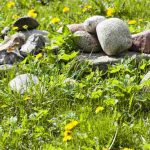 Jak skutecznie pozbyć się pedraków z trawnika: sprawdzone metody zwalczania tych obrzydliwych larw