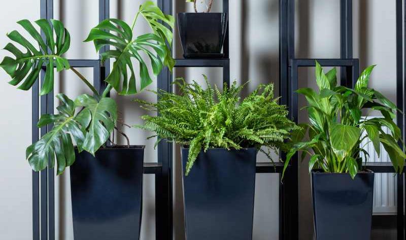 15 Roślin doniczkowych idealnych do upiększenia twojego okna