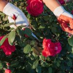 Sadzenie i pielęgnacja pięknych odmian róż rabatowych w ogrodzie