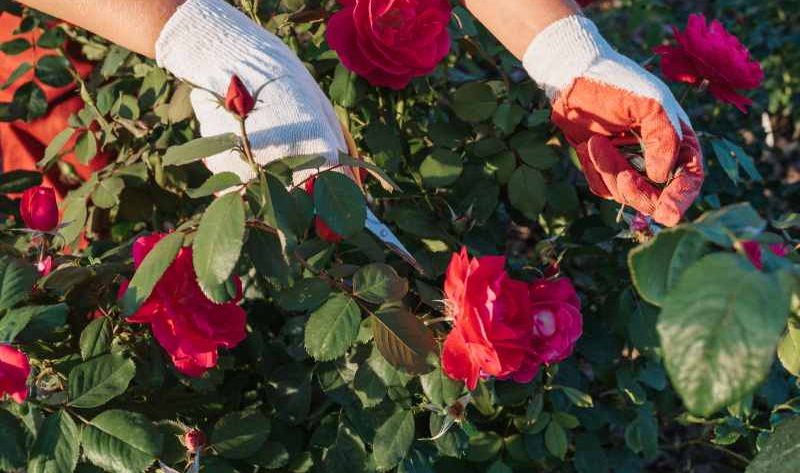 Sadzenie i pielęgnacja pięknych odmian róż rabatowych w ogrodzie