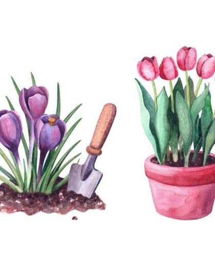 Jak wyhodować tulipany w doniczce i zapewnić im odpowiednią ochronę na zimę?