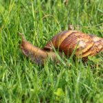 Jak ślimaki w ogrodzie działają szkodliwie na rośliny?