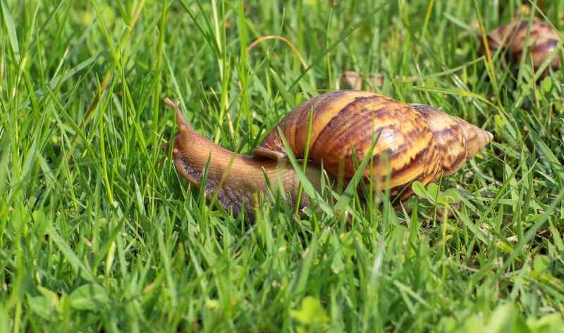 Jak ślimaki w ogrodzie działają szkodliwie na rośliny?