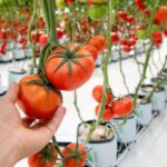 Metody ekologicznej uprawy pomidorów w szklarni i pod folią