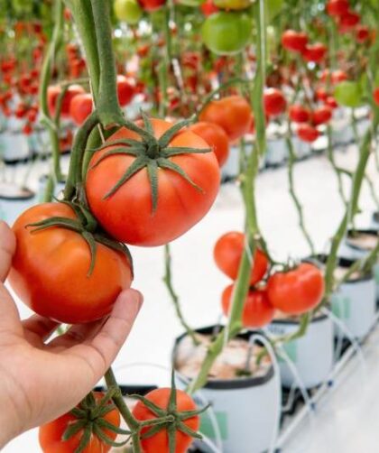 Metody ekologicznej uprawy pomidorów w szklarni i pod folią