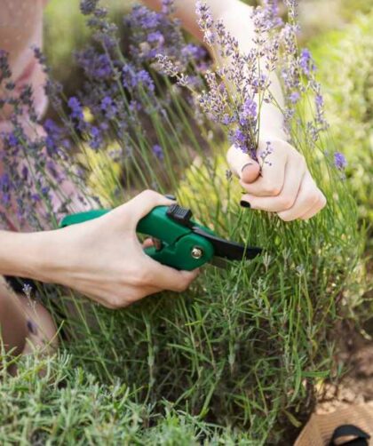 Jak najlepiej uprawiać wrzosy w ogrodzie i jak o nie dbać? Gdzie posadzić wrzosy, aby rosły jak najlepiej?